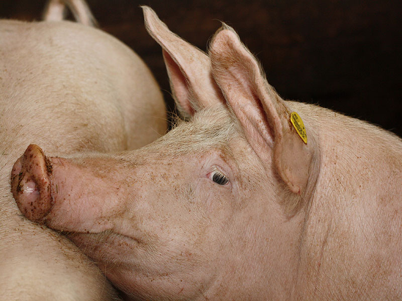 Schweine im Alpengasthof Bärenbad